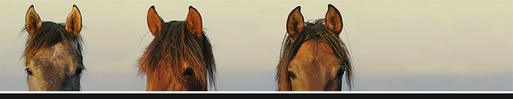 Starland Farm Tennessee Walking Horses