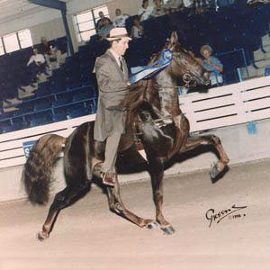 Starland Copper Generator at the Walking Horse Celebration 1996